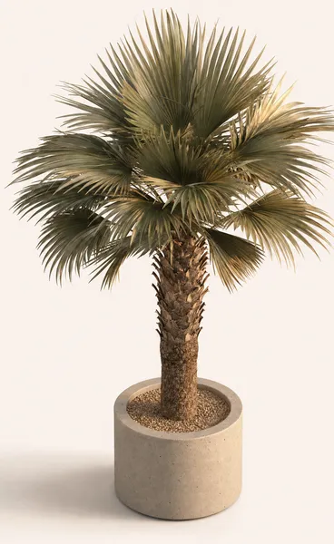 Copernicia Prunifera — Small, specimen