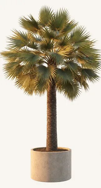 Copernicia Prunifera — Medium, specimen