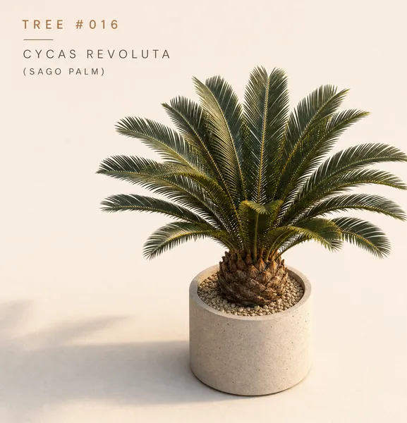 Cycas Revoluta — Small, specimen