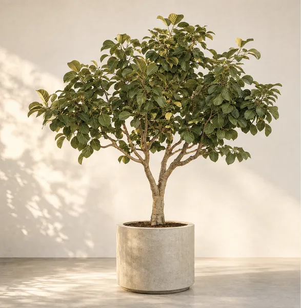 Ficus Altissima — Medium, specimen