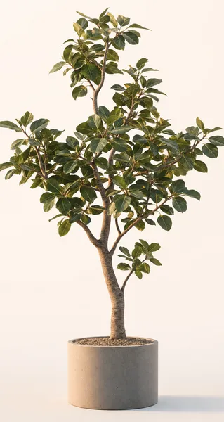 Ficus Altissima — Large, specimen