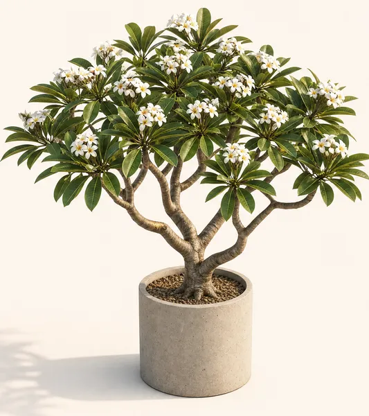 Plumeria Obtusa — Standard, specimen