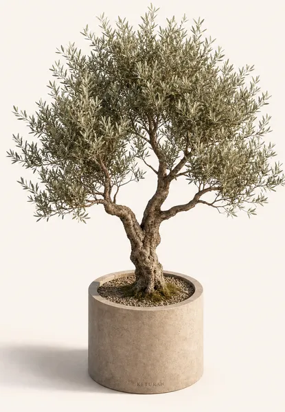 Olea Europaea — Young, specimen