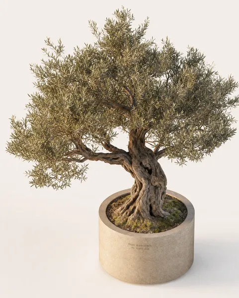 Olea Europaea — Mature, specimen