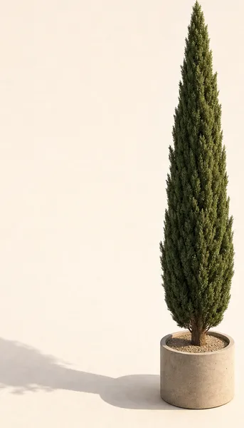 Cupressus Sempervirens — Tall, specimen