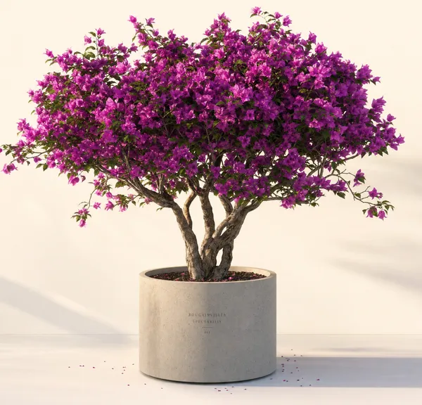 Bougainvillea Spectabilis — Standard, specimen