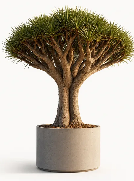 Dracaena Draco — Medium, specimen