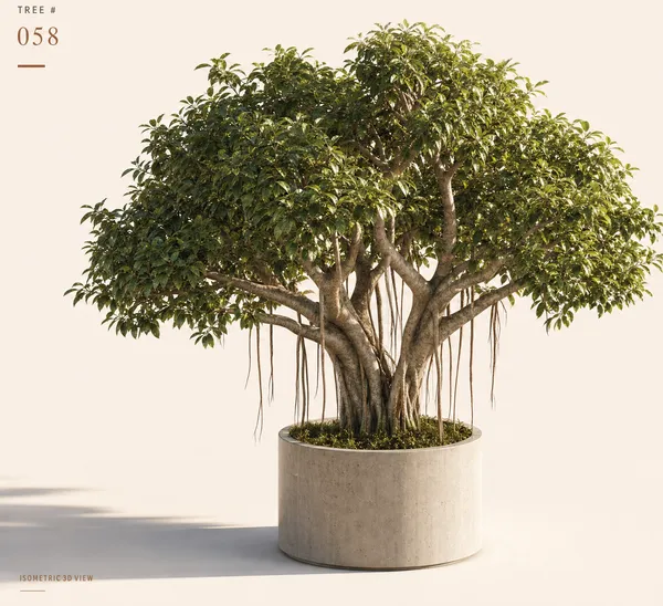 Ficus Benghalensis — Medium, specimen