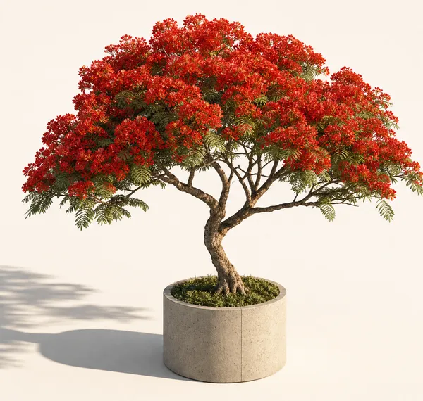 Delonix Regia — Medium, specimen