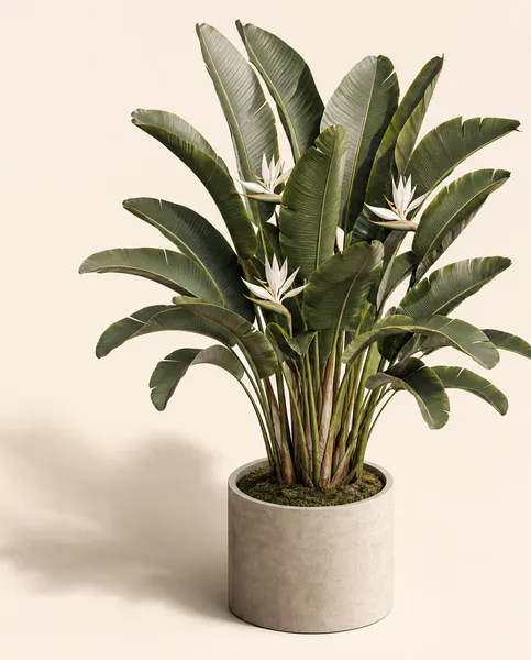 Strelitzia Nicolai — Standard, specimen