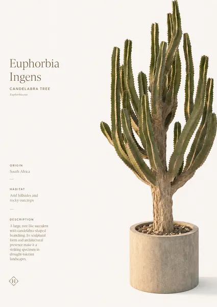 Euphorbia Ingens — Medium, specimen
