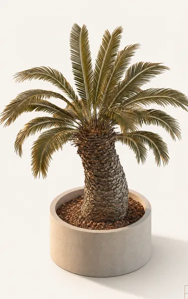 Cycas Thouarsii — Medium, specimen