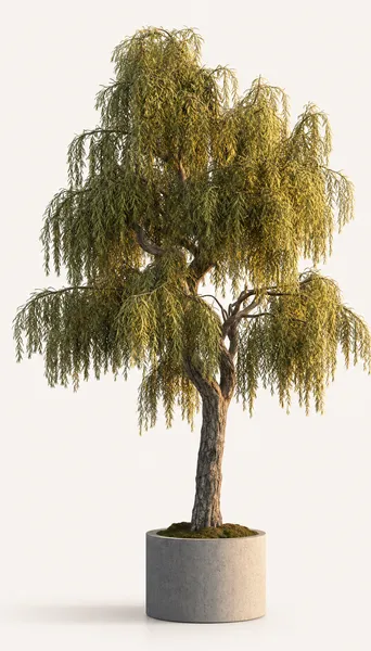 Podocarpus Henkelii — Medium, specimen