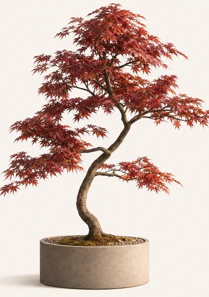 Acer Palmatum — Standard, specimen