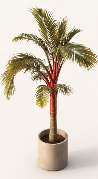 Cyrtostachys Renda — Medium, specimen