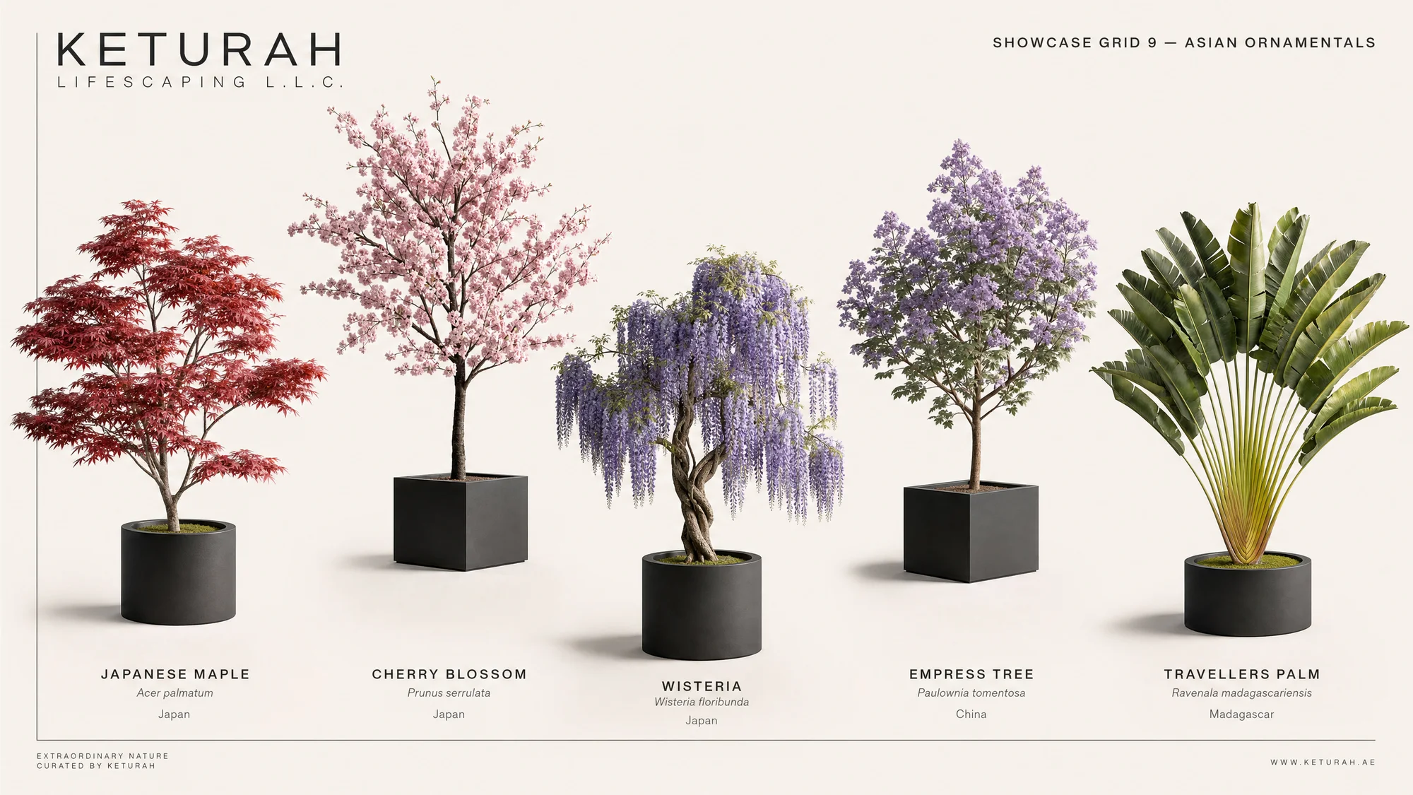 Asian Ornamentals
